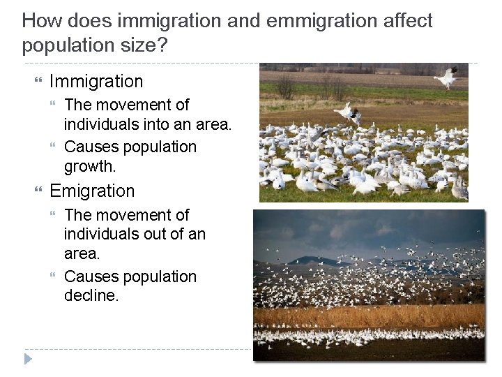How does immigration and emmigration affect population size? Immigration The movement of individuals into How does immigration and emmigration affect population size? Immigration The movement of individuals into