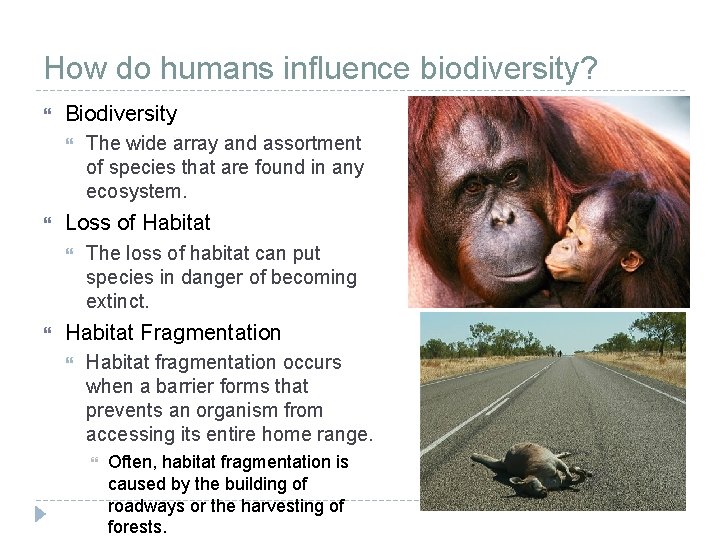 How do humans influence biodiversity? Biodiversity Loss of Habitat The wide array and assortment How do humans influence biodiversity? Biodiversity Loss of Habitat The wide array and assortment