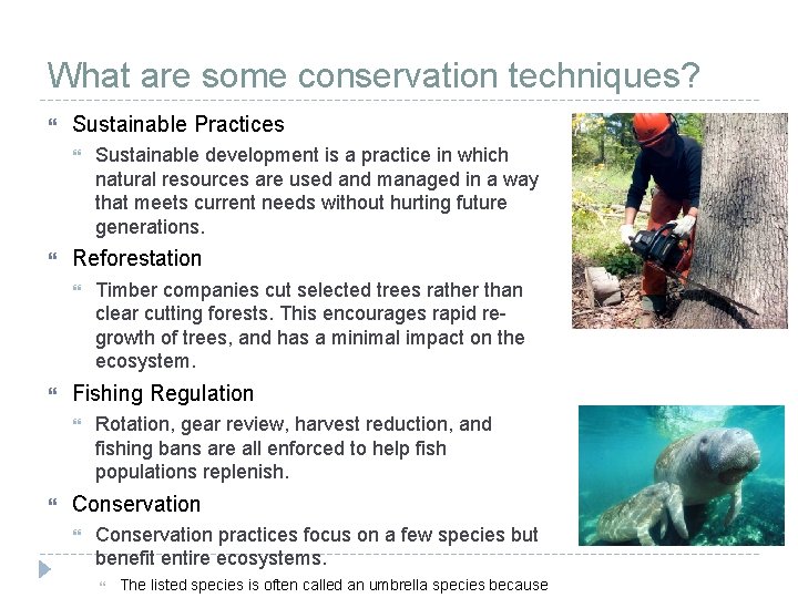 What are some conservation techniques? Sustainable Practices Reforestation Timber companies cut selected trees rather What are some conservation techniques? Sustainable Practices Reforestation Timber companies cut selected trees rather