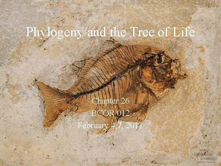 Phylogeny and the Tree of Life Chapter 26 BCOR 012 February 4, 7, 2011