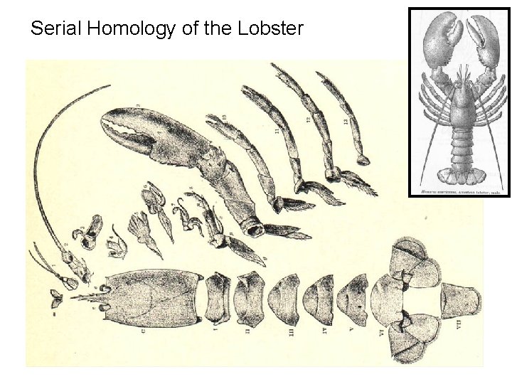 Serial Homology of the Lobster 