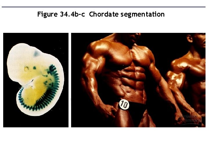Figure 34. 4 b-c Chordate segmentation 