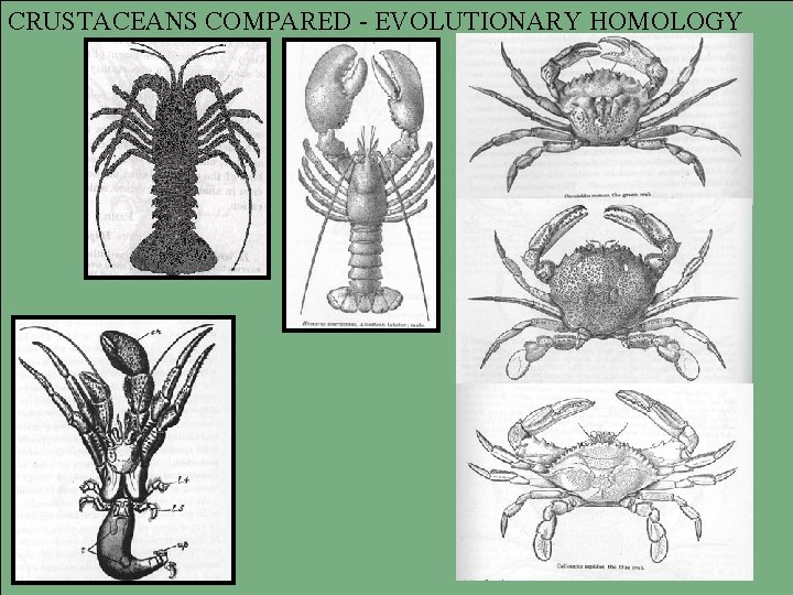 CRUSTACEANS COMPARED - EVOLUTIONARY HOMOLOGY 