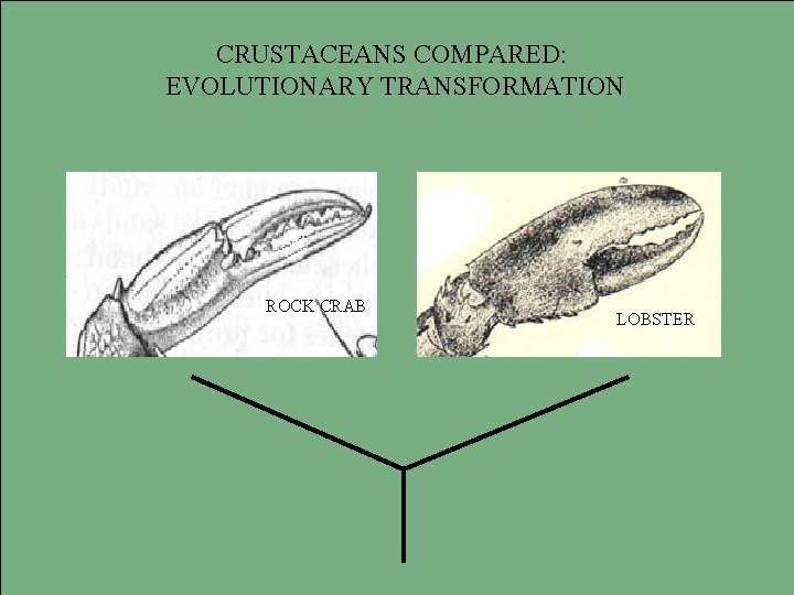 CRUSTACEANS COMPARED: EVOLUTIONARY TRANSFORMATION ROCK CRAB LOBSTER 