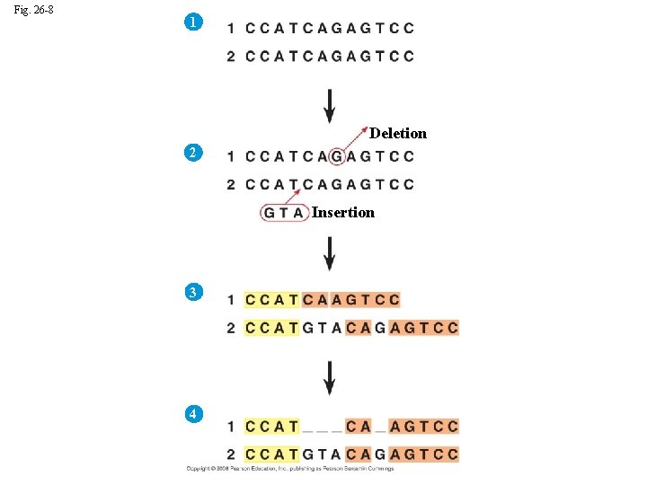 Fig. 26 -8 1 Deletion 2 Insertion 3 4 