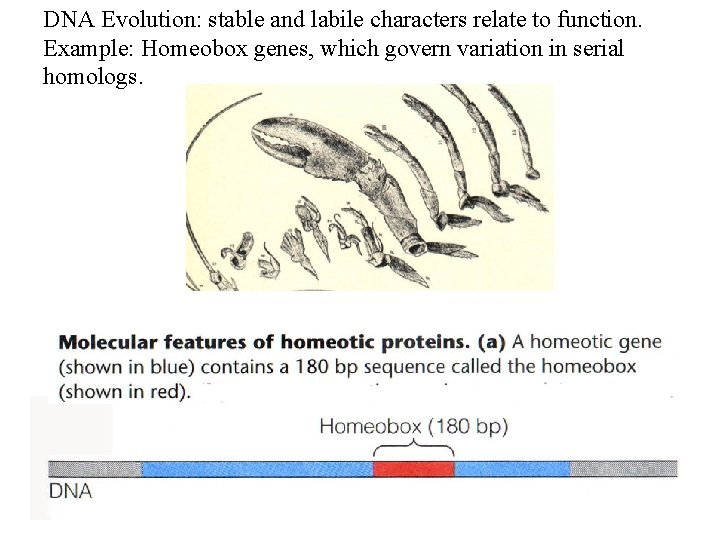 DNA Evolution: stable and labile characters relate to function. Example: Homeobox genes, which govern