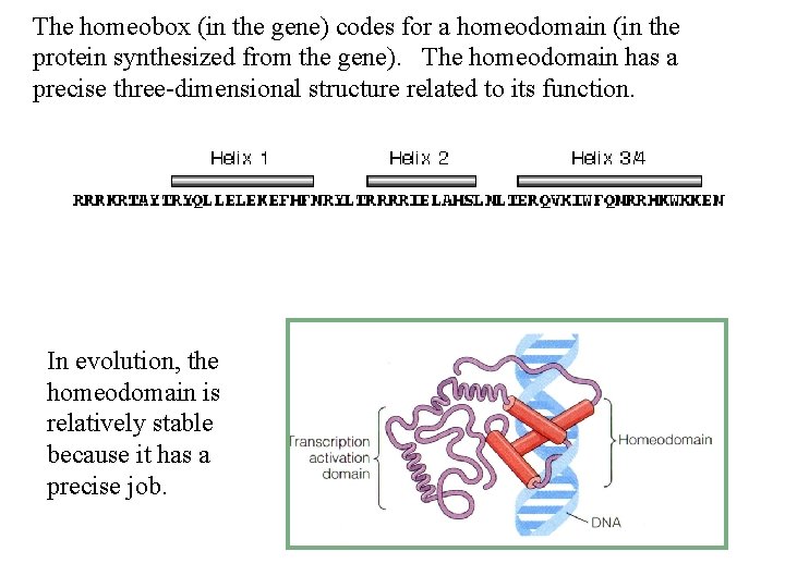 The homeobox (in the gene) codes for a homeodomain (in the protein synthesized from