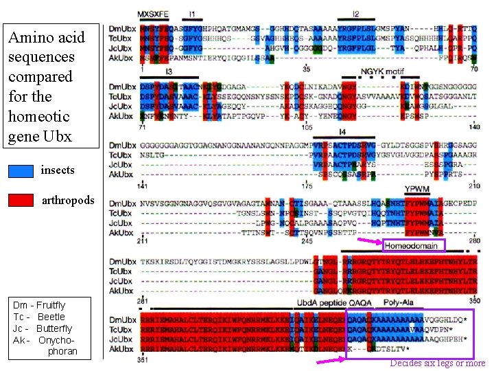 Amino acid sequences compared for the homeotic gene Ubx insects arthropods Dm - Fruitfly