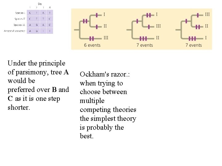 Under the principle of parsimony, tree A would be preferred over B and C