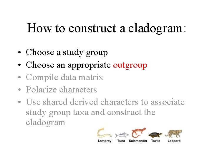 How to construct a cladogram: • • • Choose a study group Choose an