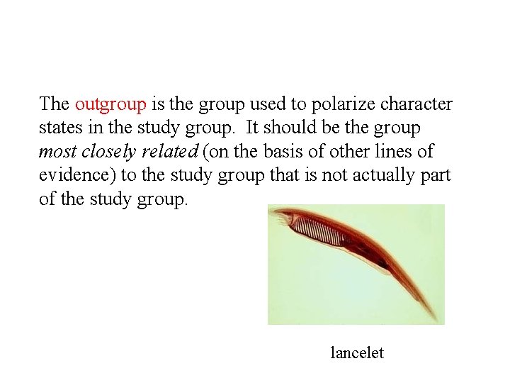 The outgroup is the group used to polarize character states in the study group.