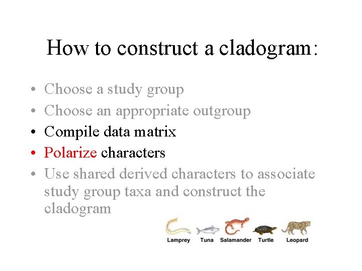 How to construct a cladogram: • • • Choose a study group Choose an