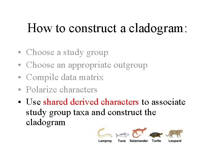 How to construct a cladogram: • • • Choose a study group Choose an