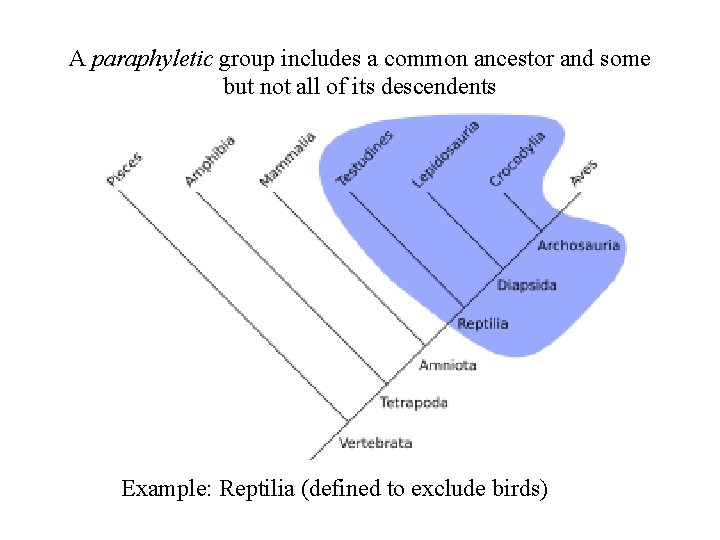 A paraphyletic group includes a common ancestor and some but not all of its