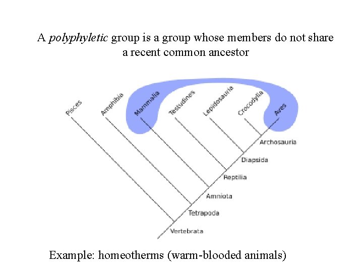 A polyphyletic group is a group whose members do not share a recent common