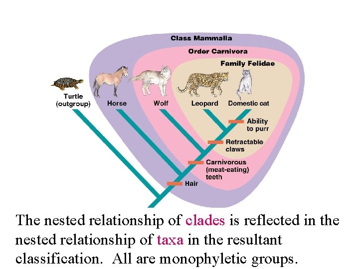 The nested relationship of clades is reflected in the nested relationship of taxa in