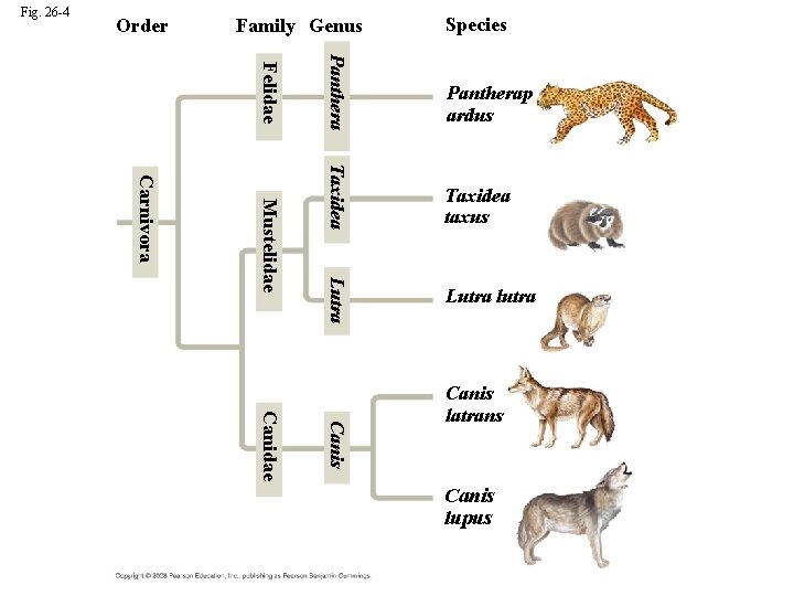 Fig. 26 -4 Order Family Genus Species Taxidea taxus Lutra Mustelidae Panthera Felidae Carnivora