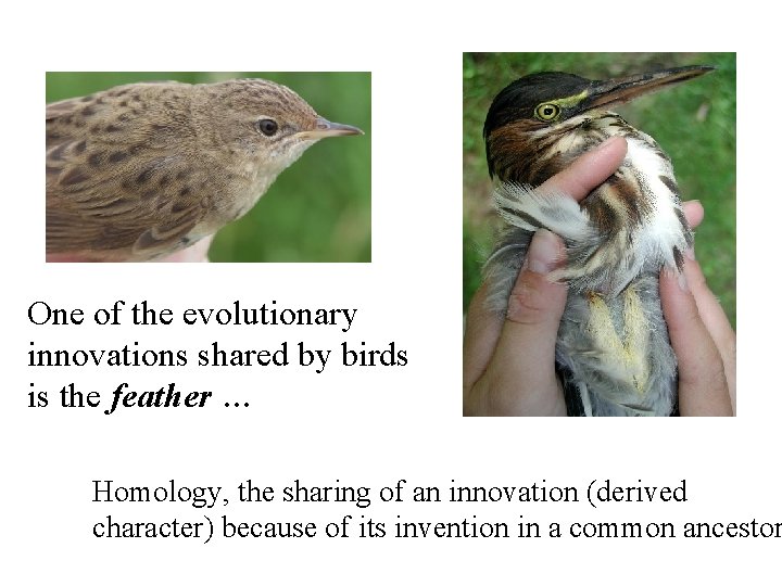 One of the evolutionary innovations shared by birds is the feather … Homology, the