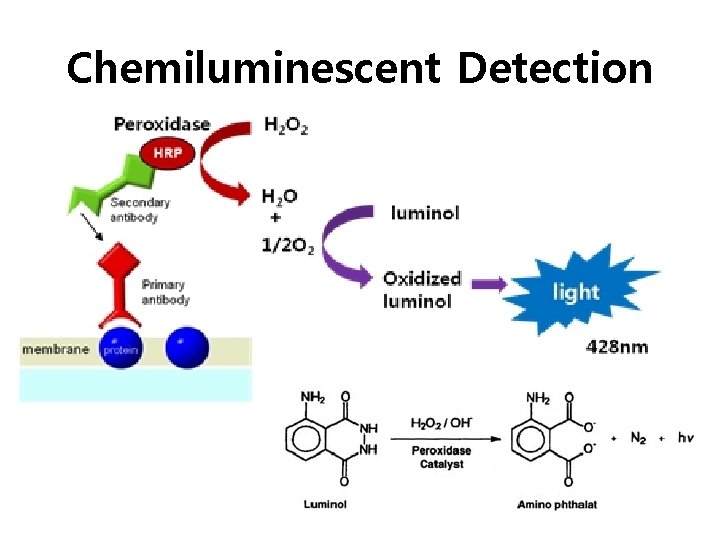 Chemiluminescent Detection 