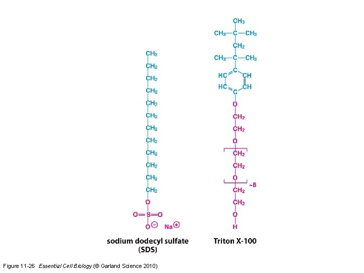 Figure 11 -26 Essential Cell Biology (© Garland Science 2010) 