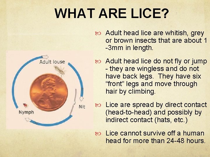 WHAT ARE LICE? Adult head lice are whitish, grey or brown insects that are