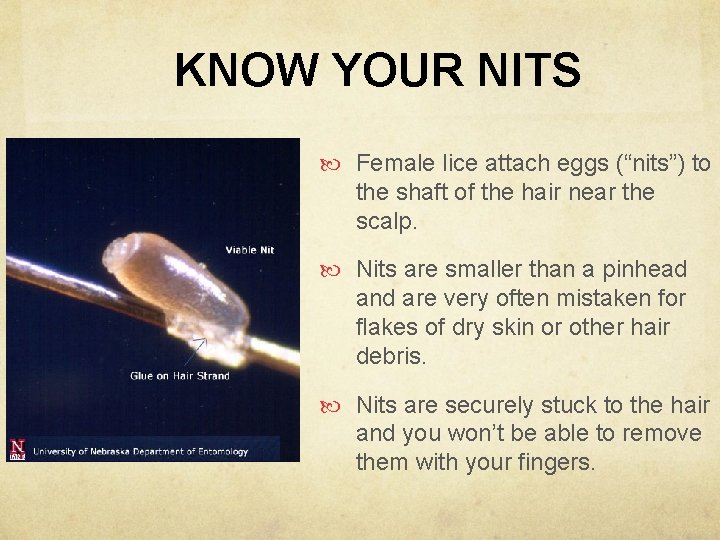 KNOW YOUR NITS Female lice attach eggs (“nits”) to the shaft of the hair