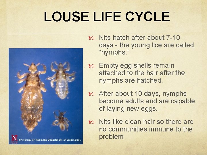 LOUSE LIFE CYCLE Nits hatch after about 7 -10 days - the young lice