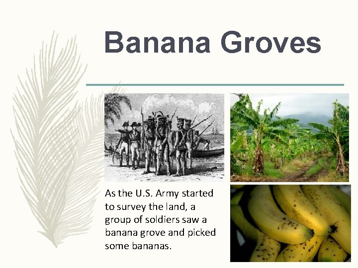 Banana Groves As the U. S. Army started to survey the land, a group Banana Groves As the U. S. Army started to survey the land, a group