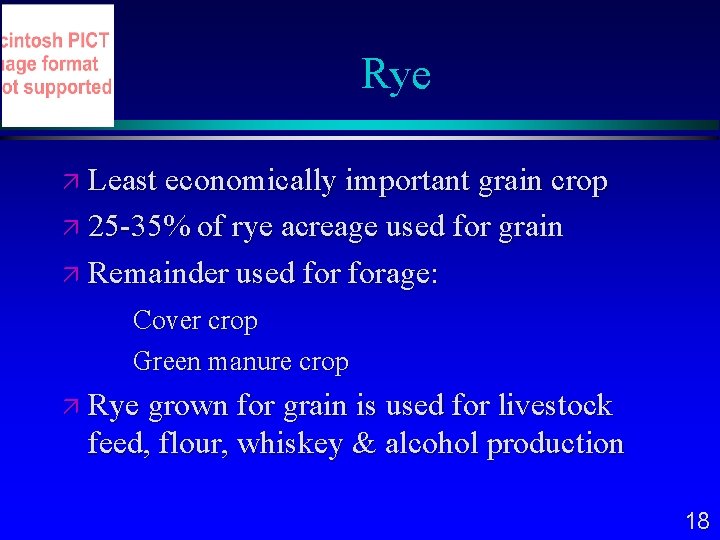 Rye Least economically important grain crop 25 -35% of rye acreage used for grain