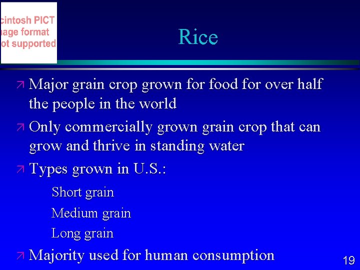 Rice Major grain crop grown for food for over half the people in the