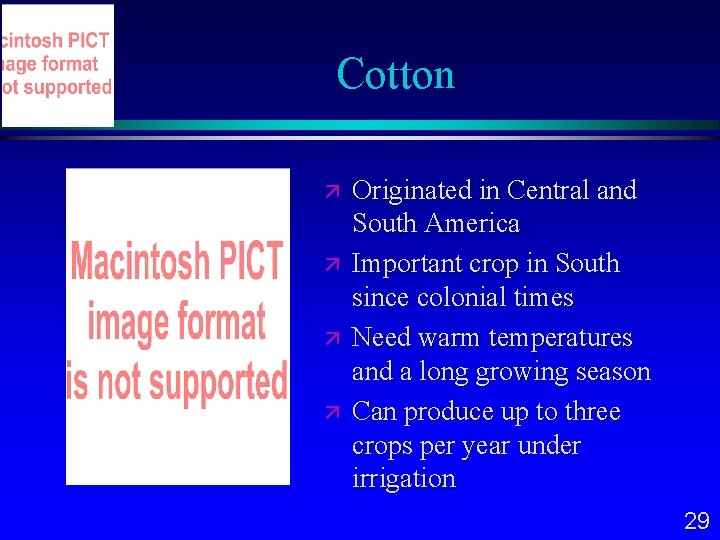 Cotton Originated in Central and South America Important crop in South since colonial times