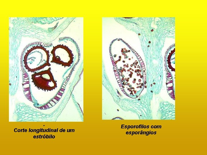 ó . . Corte longitudinal de um estróbilo Esporofilos com esporângios ó . . Corte longitudinal de um estróbilo Esporofilos com esporângios