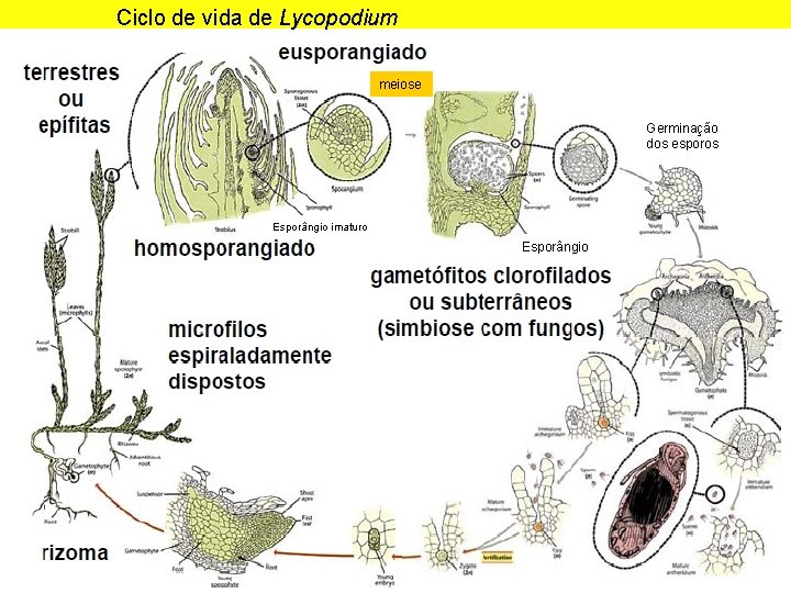 Ciclo de vida de Lycopodium meiose Germinação dos esporos Esporângio imaturo Esporângio Ciclo de vida de Lycopodium meiose Germinação dos esporos Esporângio imaturo Esporângio