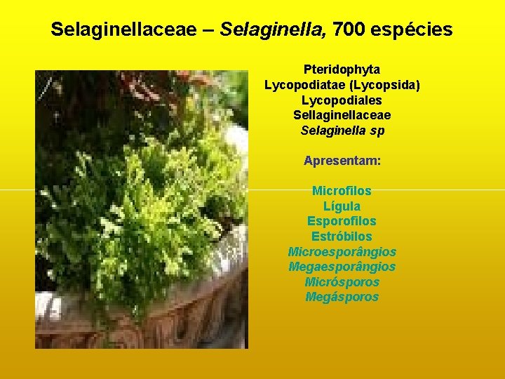 Selaginellaceae – Selaginella, 700 espécies Pteridophyta Lycopodiatae (Lycopsida) Lycopodiales Sellaginellaceae Selaginella sp Apresentam: Microfilos Selaginellaceae – Selaginella, 700 espécies Pteridophyta Lycopodiatae (Lycopsida) Lycopodiales Sellaginellaceae Selaginella sp Apresentam: Microfilos