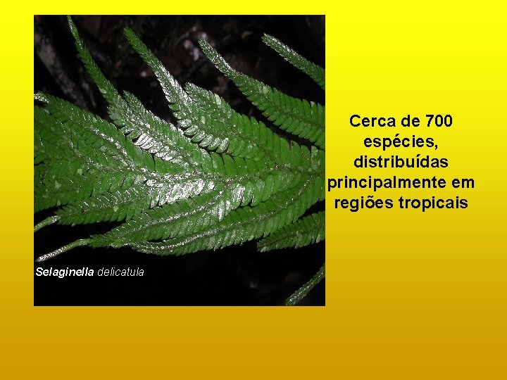 Cerca de 700 espécies, distribuídas principalmente em regiões tropicais Selaginella delicatula Cerca de 700 espécies, distribuídas principalmente em regiões tropicais Selaginella delicatula