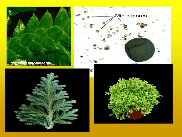 Selaginella moellendorffii Selaginella moellendorffii