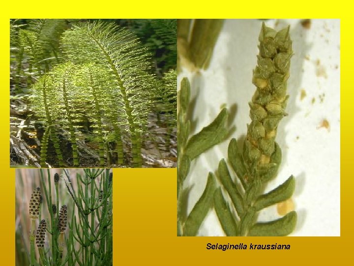 Selaginella kraussiana Selaginella kraussiana