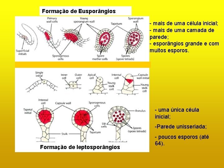 Formação de Eusporângios - mais de uma célula inicial; - mais de uma camada Formação de Eusporângios - mais de uma célula inicial; - mais de uma camada