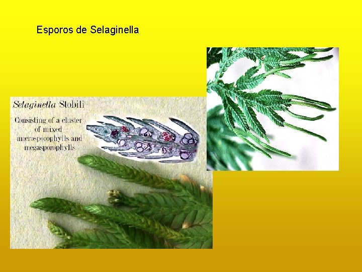 Esporos de Selaginella Esporos de Selaginella