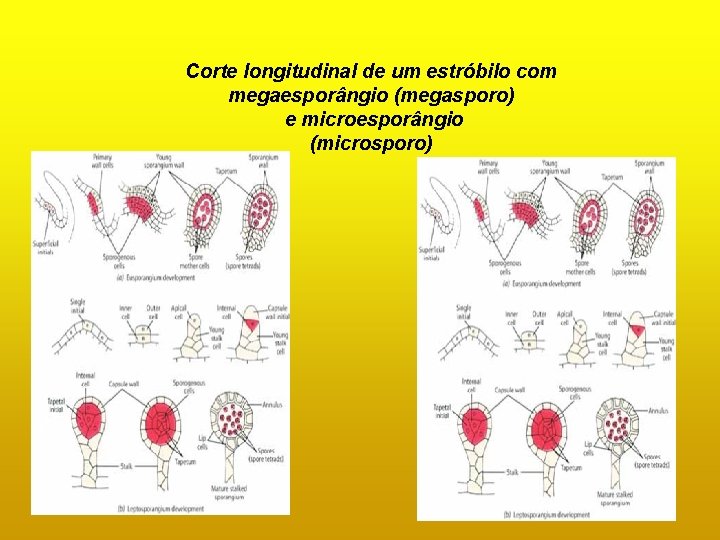 Corte longitudinal de um estróbilo com megaesporângio (megasporo) e microesporângio (microsporo) Corte longitudinal de um estróbilo com megaesporângio (megasporo) e microesporângio (microsporo)