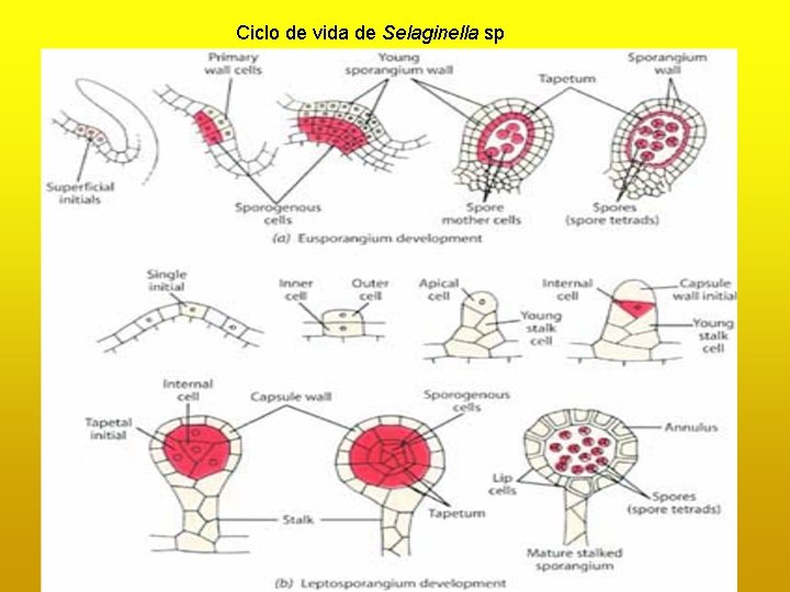 Ciclo de vida de Selaginella sp Ciclo de vida de Selaginella sp