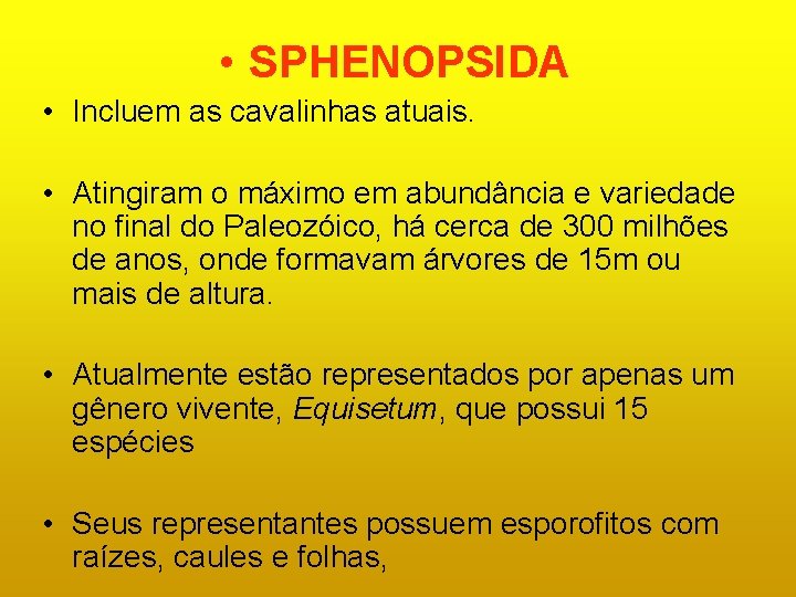 • SPHENOPSIDA • Incluem as cavalinhas atuais. • Atingiram o máximo em abundância • SPHENOPSIDA • Incluem as cavalinhas atuais. • Atingiram o máximo em abundância