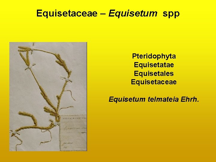 Equisetaceae – Equisetum spp Pteridophyta Equisetatae Equisetales Equisetaceae Equisetum telmateia Ehrh. Equisetaceae – Equisetum spp Pteridophyta Equisetatae Equisetales Equisetaceae Equisetum telmateia Ehrh.