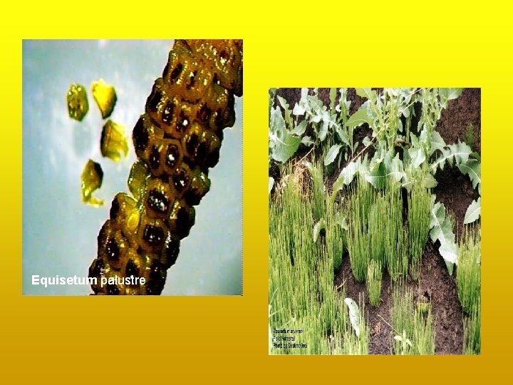 Equisetum palustre Equisetum palustre