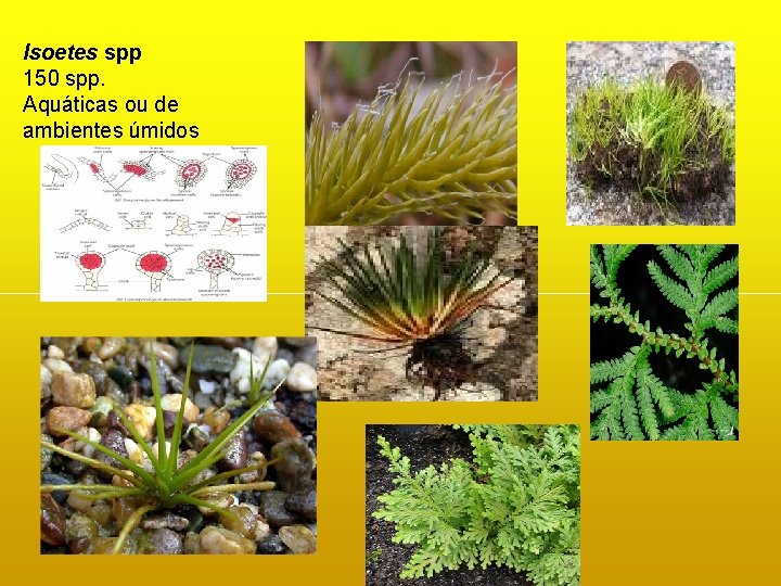 Isoetes spp 150 spp. Aquáticas ou de ambientes úmidos Isoetes spp 150 spp. Aquáticas ou de ambientes úmidos