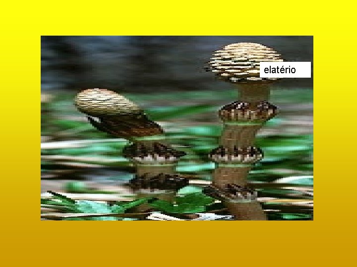 elatério elatério