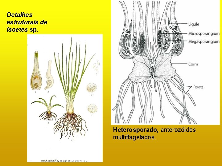 Detalhes estruturais de Isoetes sp. Heterosporado, anterozóides multiflagelados. Detalhes estruturais de Isoetes sp. Heterosporado, anterozóides multiflagelados.
