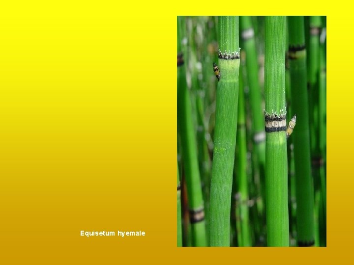 Equisetum hyemale Equisetum hyemale