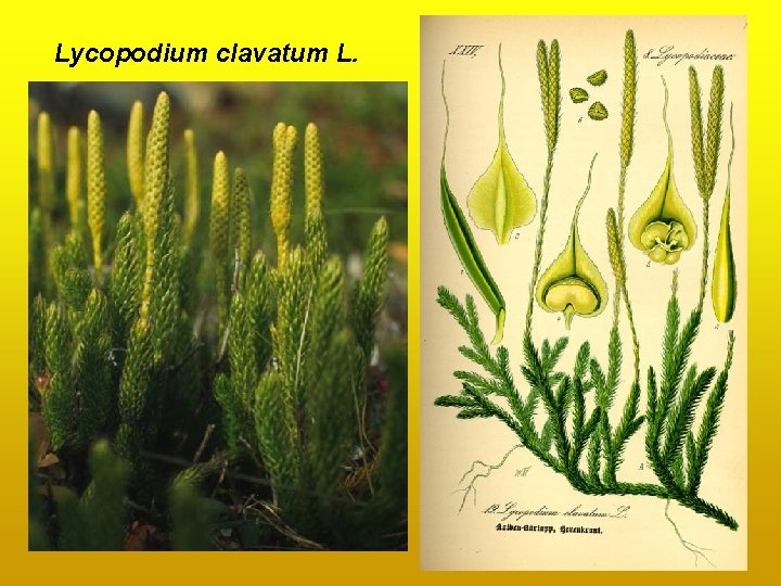 Lycopodium clavatum L. Lycopodium clavatum L.