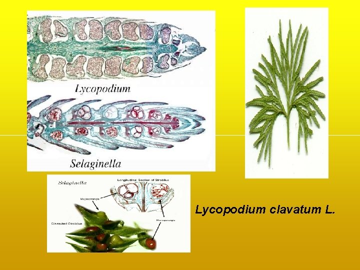 Lycopodium clavatum L. Lycopodium clavatum L.